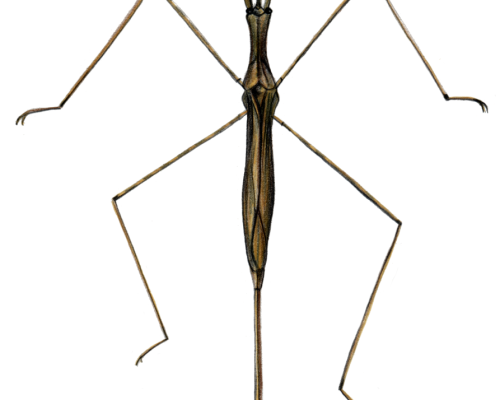 Water-Scorpion-Ranatra-300