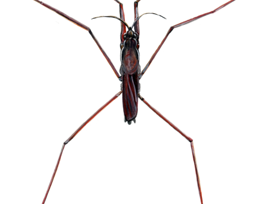 Water-Strider-300