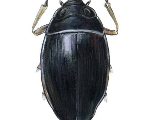 Whirligig-Beetle-300-600x600-1