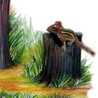 Brooklyn-Childrens-Museum-stream-chipmunk-detail-200x