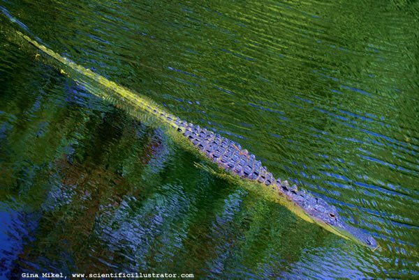 alligator-600w-scill-vibrant-0706