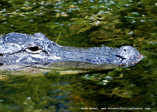alligator-600x-0705-scill