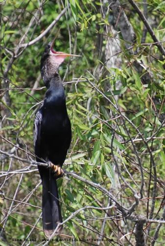 anhinga-600w-0719-scill