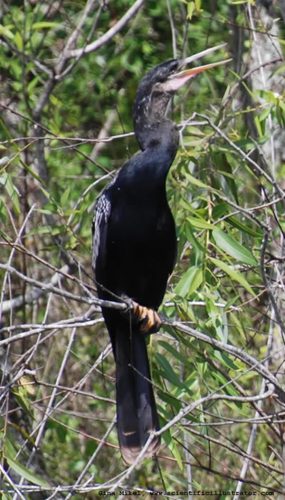 anhinga-600w-0720-scill