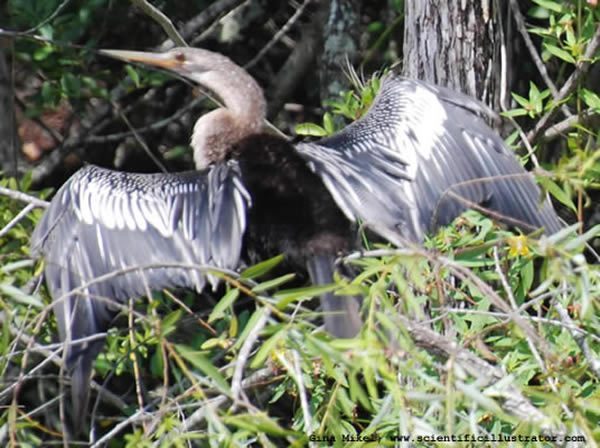 anhinga-600w-0726-scill