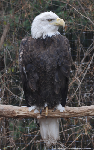 bald-eagle-0099-600x-scill