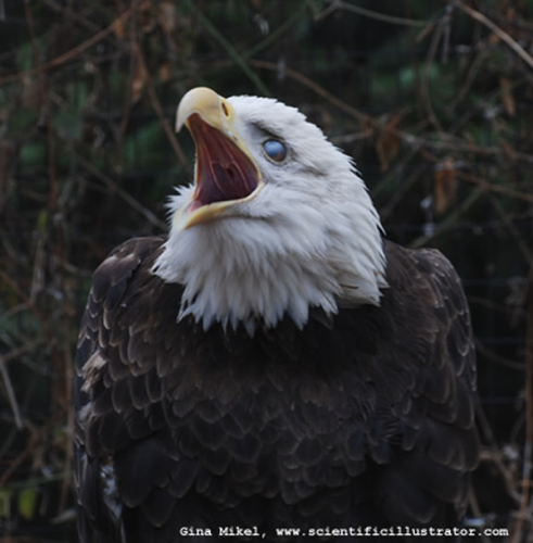 bald-eagle-600w-0097-scill