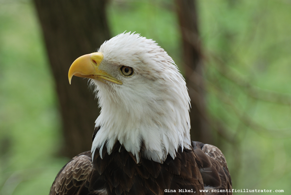 bald-eagle-600w-scill-0022
