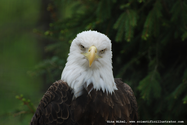 bald-eagle-600w-scill-0321
