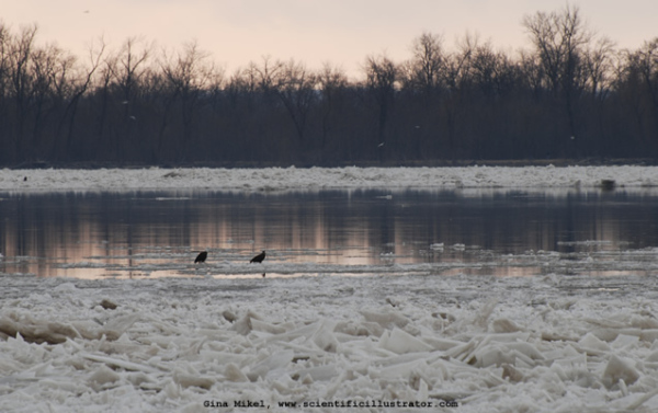 bald-eagles-mississippi-600w-2-scill
