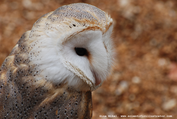 barn-owl-600w-scill-0465