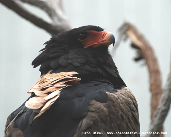 bateleur-eagle-bird-600w-0019-scill