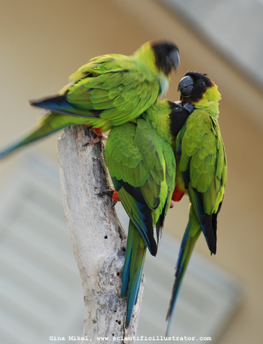 black-capped-conures-florida-600w-2-scill