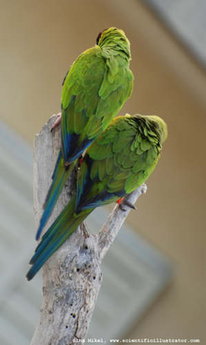 black-capped-conures-florida-600w-b-scill