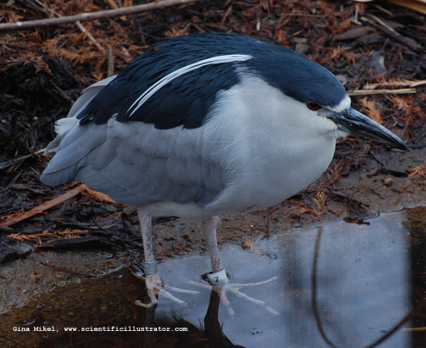 black-crowned-night-heron-0124-600x-scill