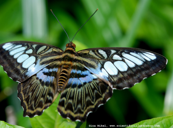 blue-clipper-butterfly-0040-600x-scill