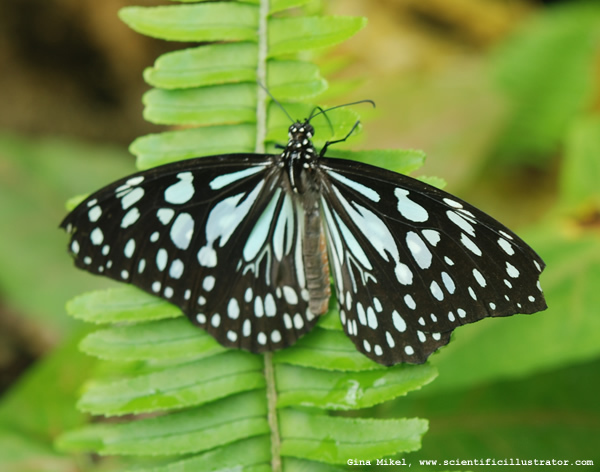 blue-glassy-tiger-butterfly-0029-600x-scill
