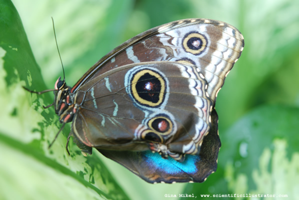 blue-morpho-butterfly-unfolding-wings-600w-0037-scill