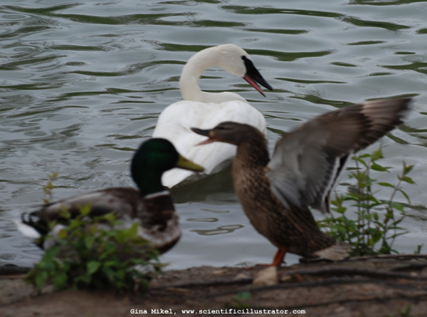 blue-winged-teal-0088-600x-scill