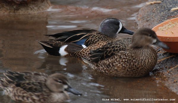 blue-winged-teal-0174-600x-scill