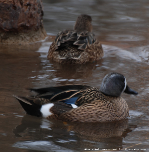 blue-winged-teal-0179-600x-scill