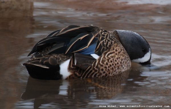 blue-winged-teal-0180-600x-scill