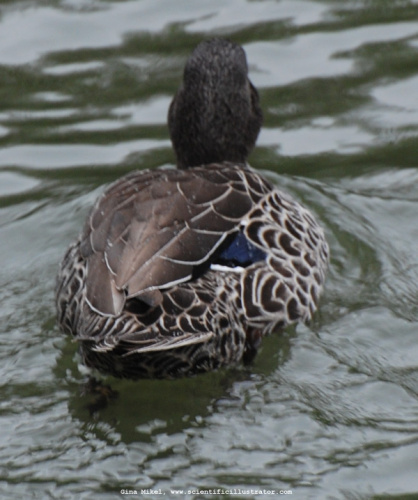 blue-winged-teal-0230-600x-scill