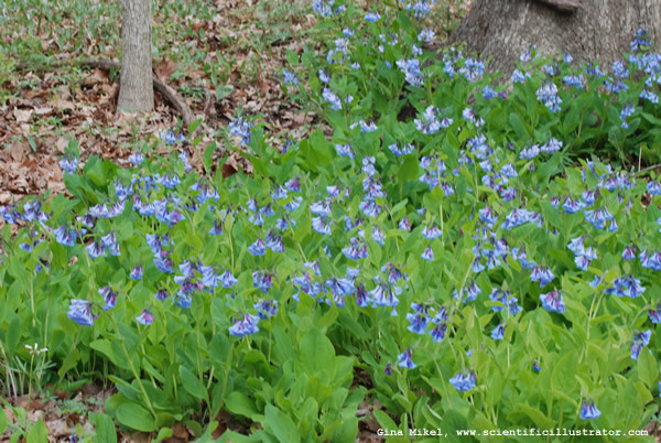 bluebells-powder-valley-0323-600x-scill