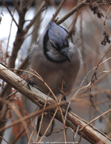 bluejay-0168-600x-scill