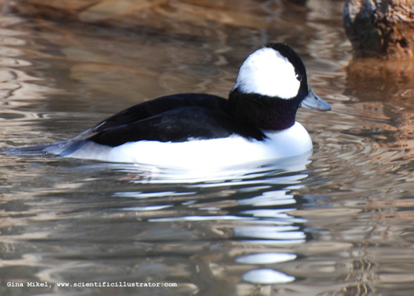 bufflehead-0109-600x-scill