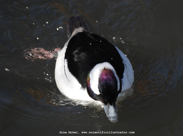 bufflehead-0184-600x-scill