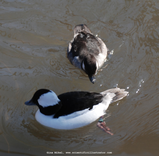 bufflehead-0217
