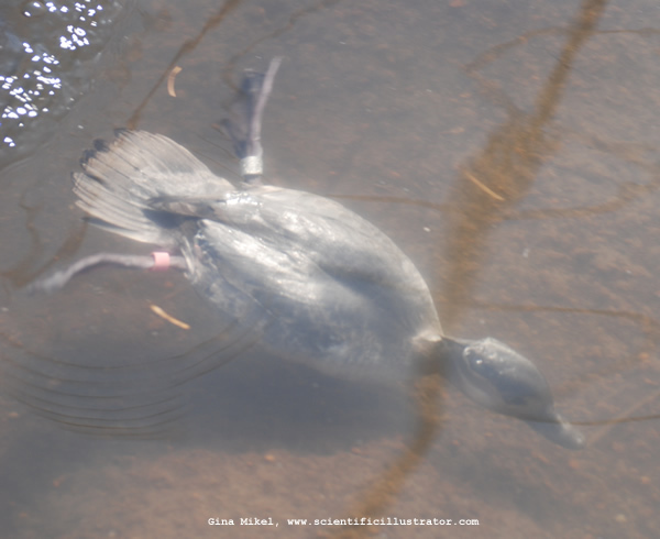 bufflehead-0218
