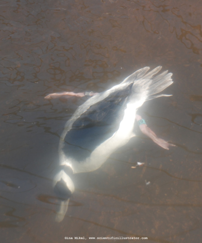 bufflehead-0221