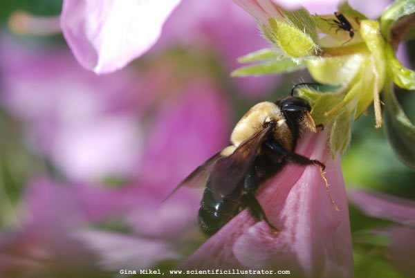 bumble-bee-0115-600w