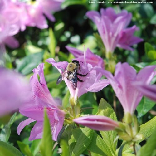 bumble-bee-0119-600w