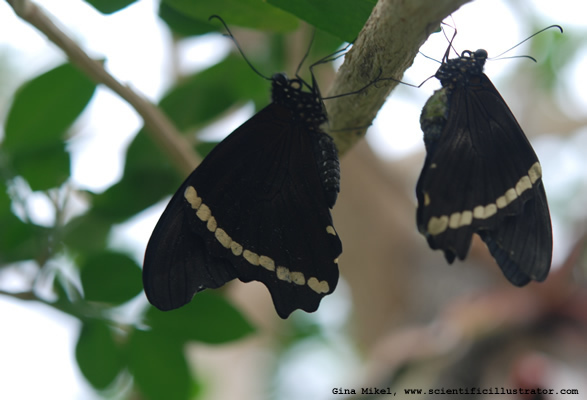 butterflies-600w-0231-scill