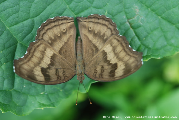 butterfly-600w-0031-scill