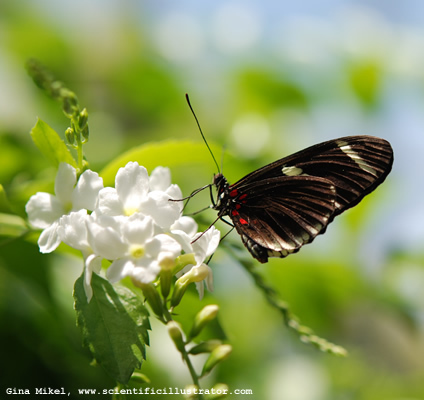 butterfly-600w-0167-scill