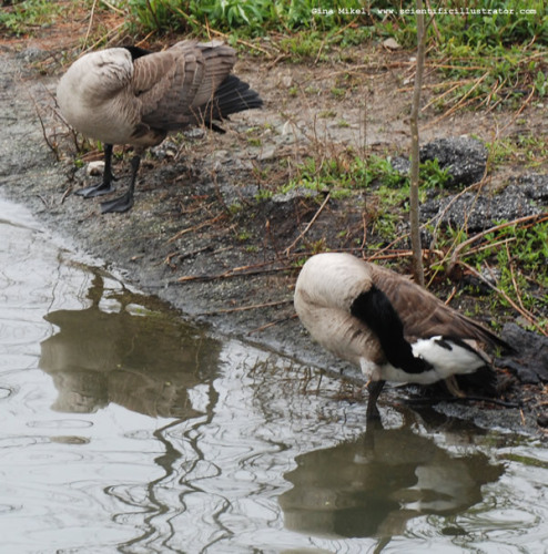 canadian-geese-0233-600x-scill