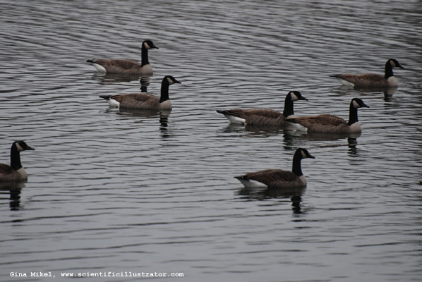 canadian-geese-kirkwood-park-600w-0029-scill