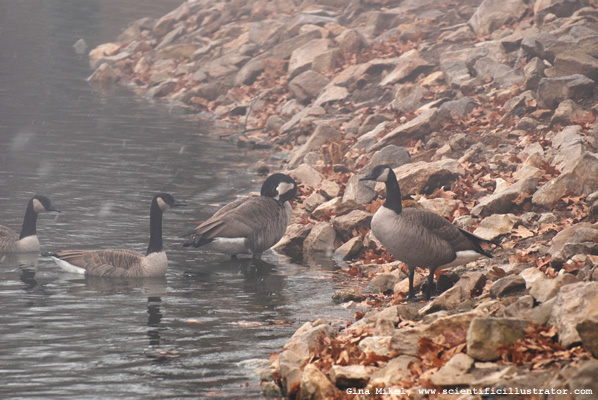 canadian-geese-kirkwood-park-600w-0049-scill