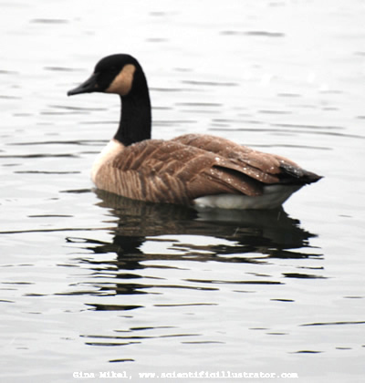 canadian-geese-kirkwood-park-600w-0051-scill