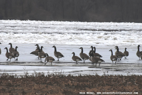 canadian-geese-mississippi-river-600w-1c-scill