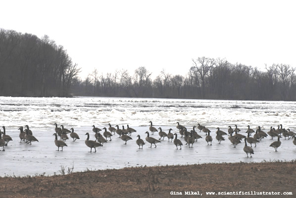 canadian-geese-mississippi-river-600w-1i-scill