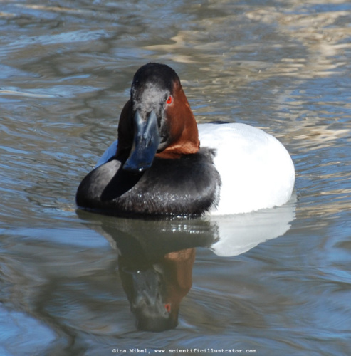 canvasback-0118-600x-scill