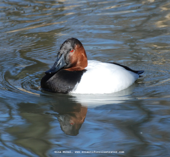 canvasback-0120-600x-scill