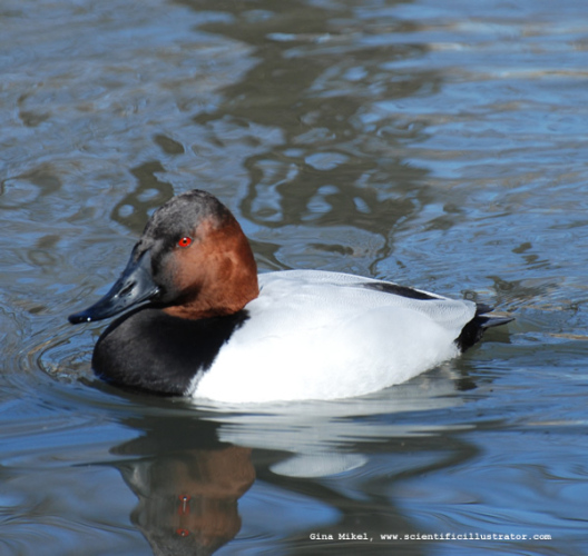 canvasback-0122-600x-scill