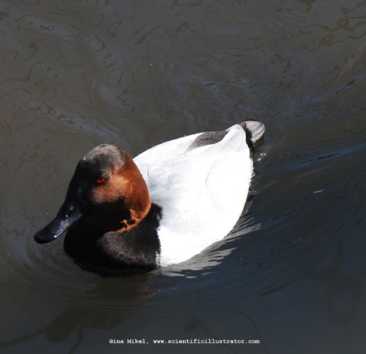 canvasback-0201-600x-scill