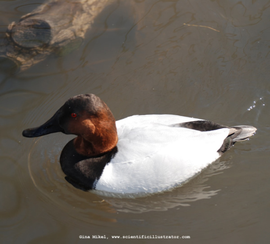 canvasback-0202-600x-scill